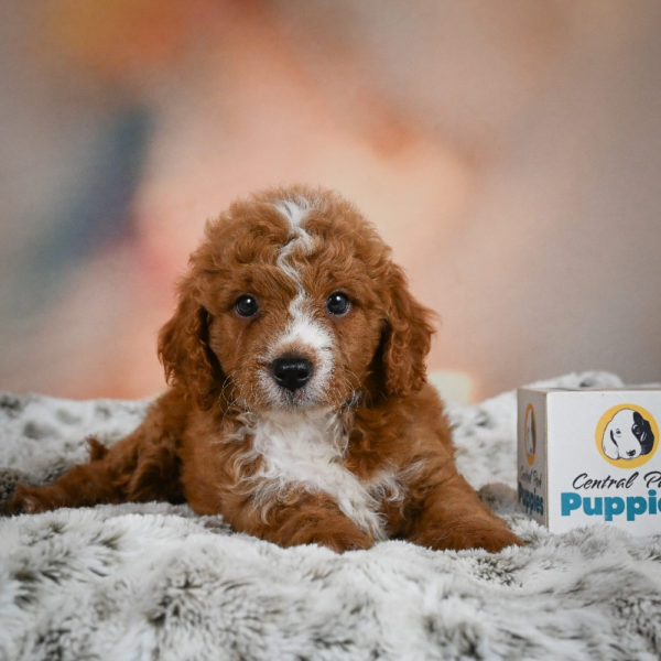 F1b Cavapoo Puppy for Sale
