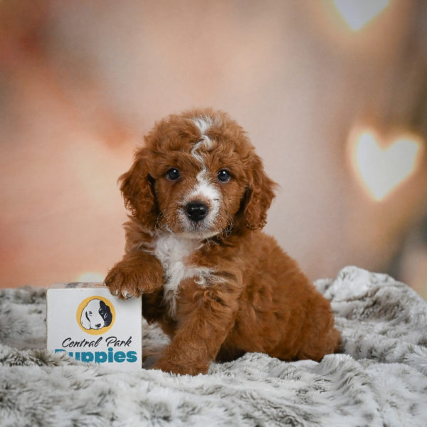F1b Cavapoo Puppy for Sale