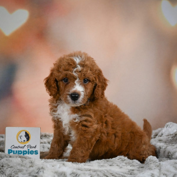 F1b Cavapoo Puppy for Sale