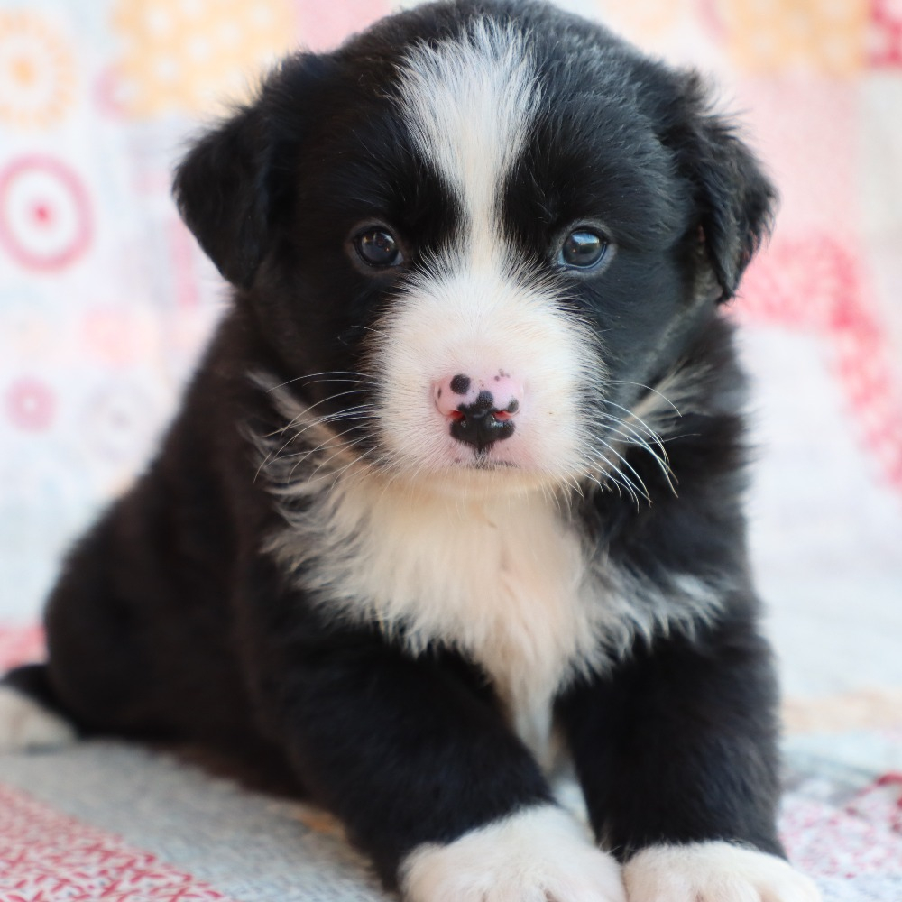 Miniature Australian Shepherd Puppy for Sale in NYC