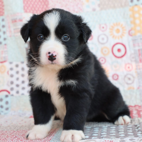 Miniature Australian Shepherd Puppy for Sale
