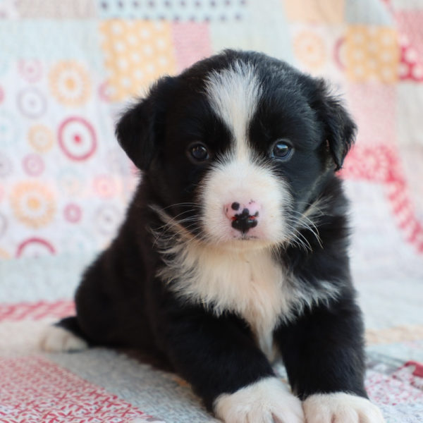 Miniature Australian Shepherd Puppy for Sale