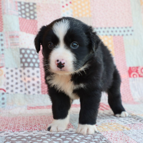 Miniature Australian Shepherd Puppy for Sale
