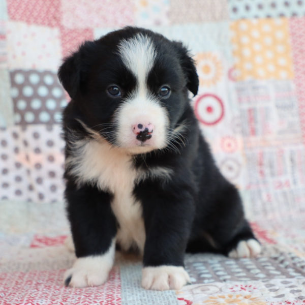 Miniature Australian Shepherd Puppy for Sale