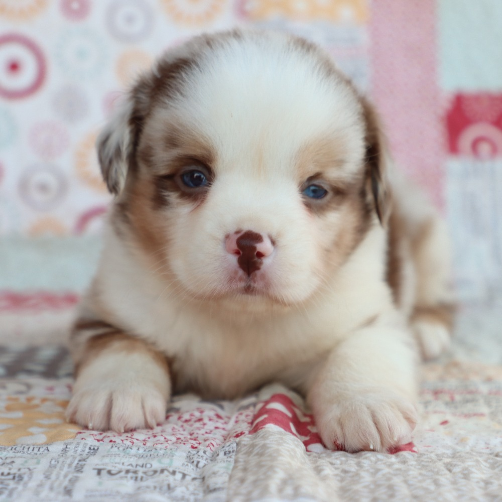 Miniature Australian Shepherd Puppy for Sale in NYC
