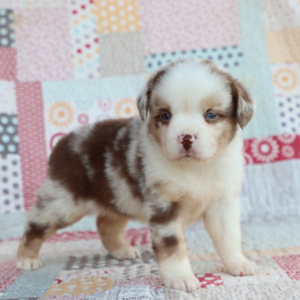Miniature Australian Shepherd Puppy for Sale