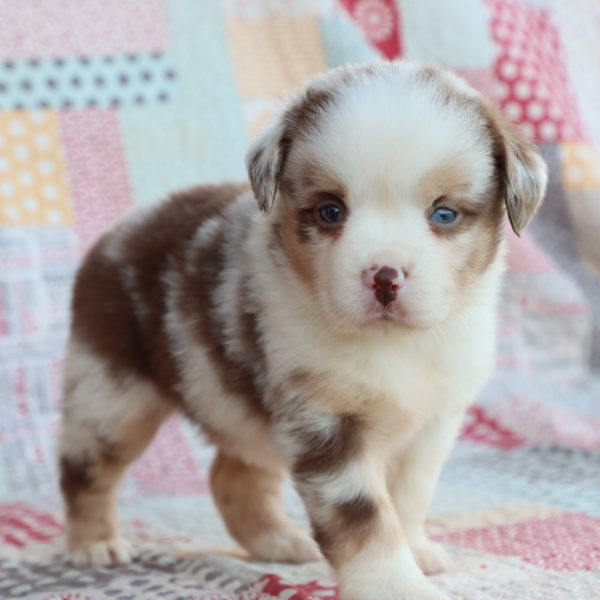 Miniature Australian Shepherd Puppy for Sale