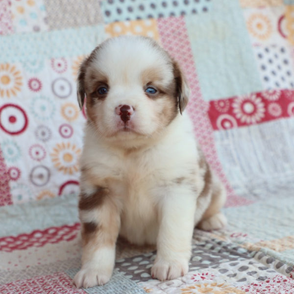 Miniature Australian Shepherd Puppy for Sale