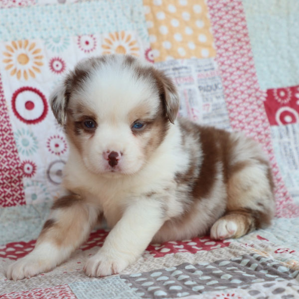 Miniature Australian Shepherd Puppy for Sale