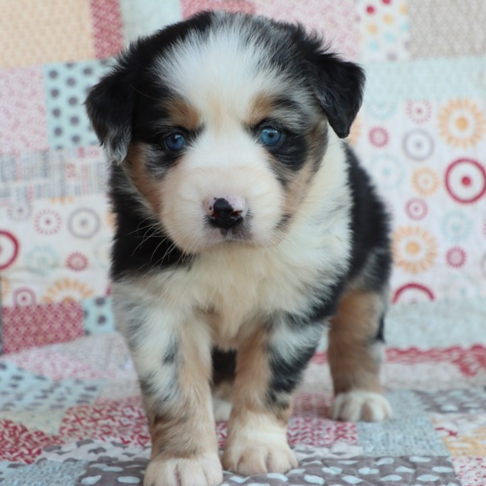 Miniature Australian Shepherd Puppy for Sale in NYC