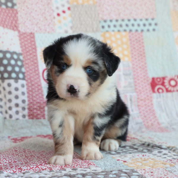 Miniature Australian Shepherd Puppy for Sale