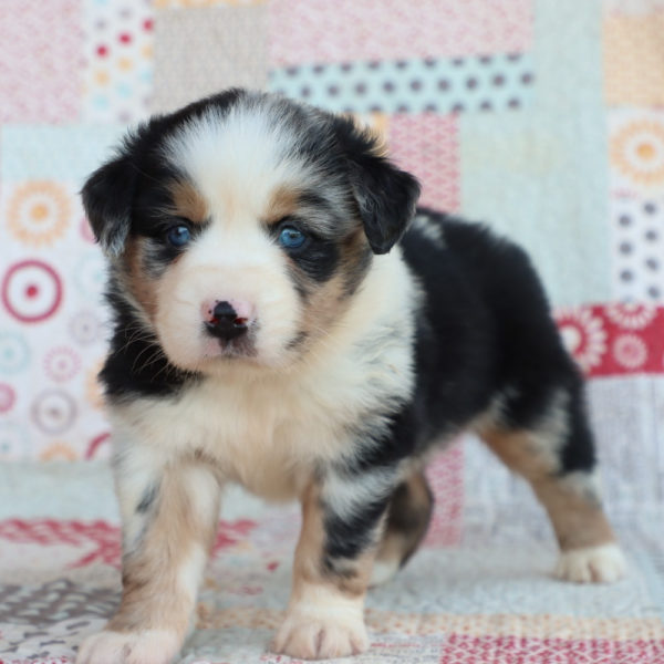 Miniature Australian Shepherd Puppy for Sale