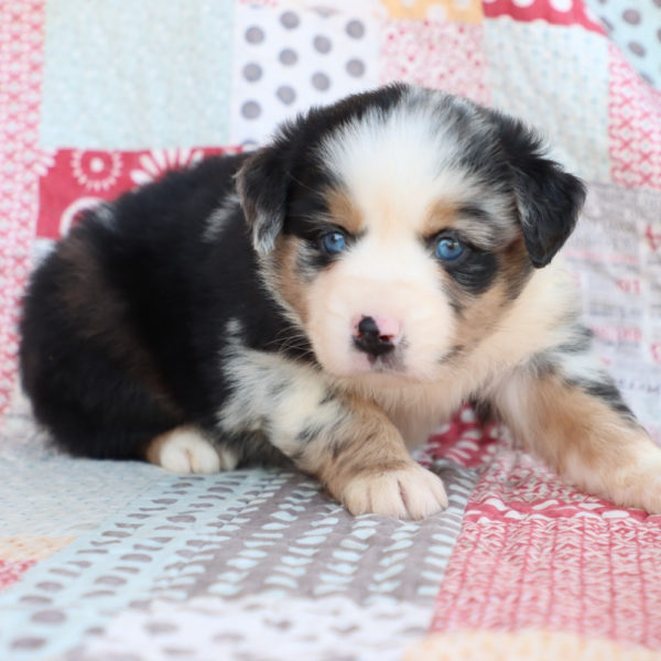 Miniature Australian Shepherd Puppy for Sale