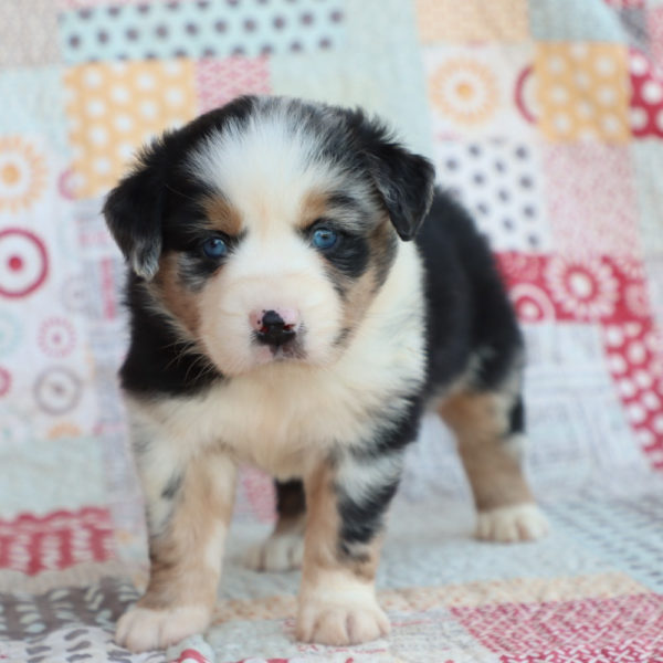 Miniature Australian Shepherd Puppy for Sale