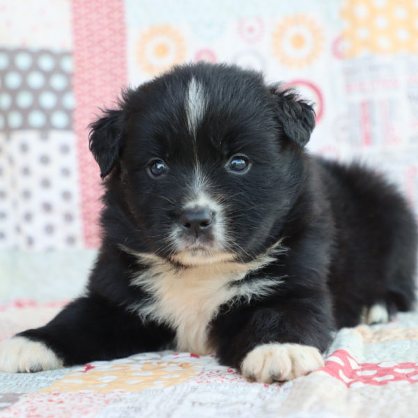 Miniature Australian Shepherd Puppy for Sale