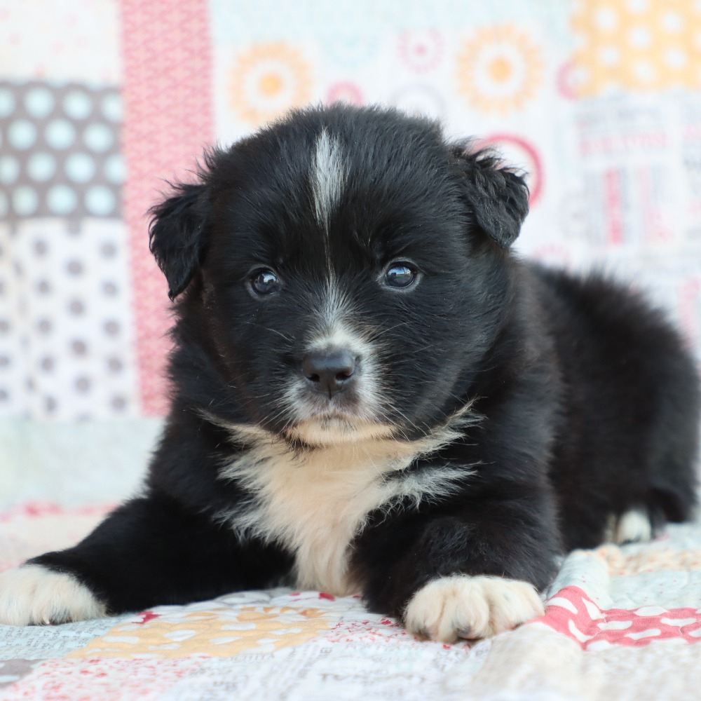 Miniature Australian Shepherd Puppy for Sale in NYC