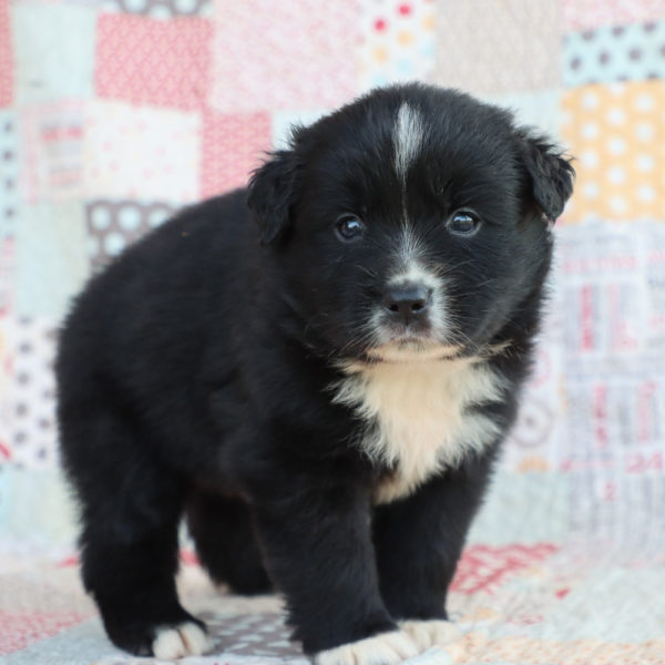 Miniature Australian Shepherd Puppy for Sale
