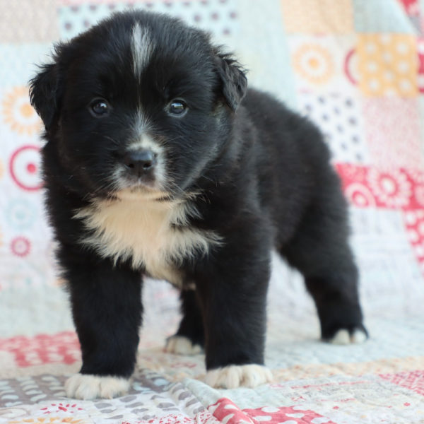 Miniature Australian Shepherd Puppy for Sale