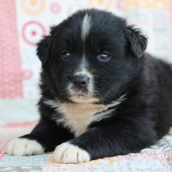 Miniature Australian Shepherd Puppy for Sale