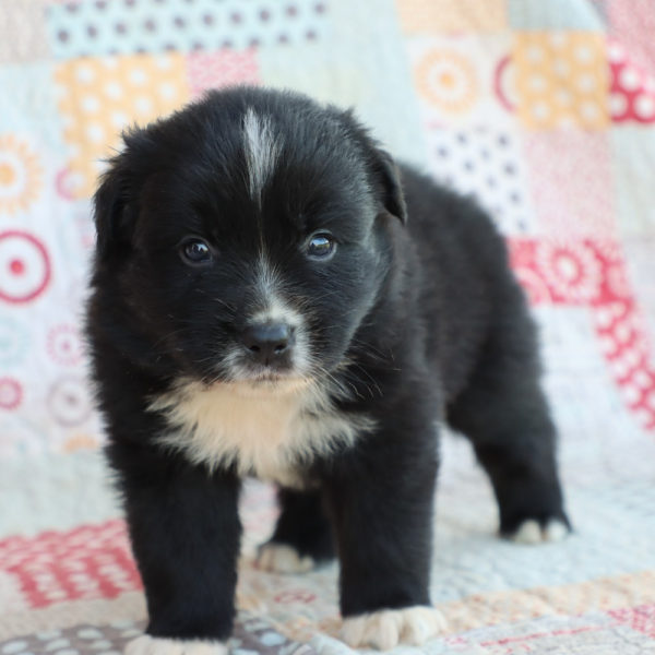 Miniature Australian Shepherd Puppy for Sale