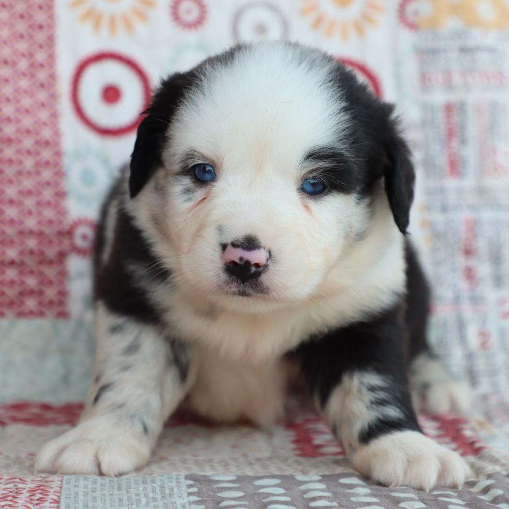 Miniature Australian Shepherd Puppy for Sale in NYC
