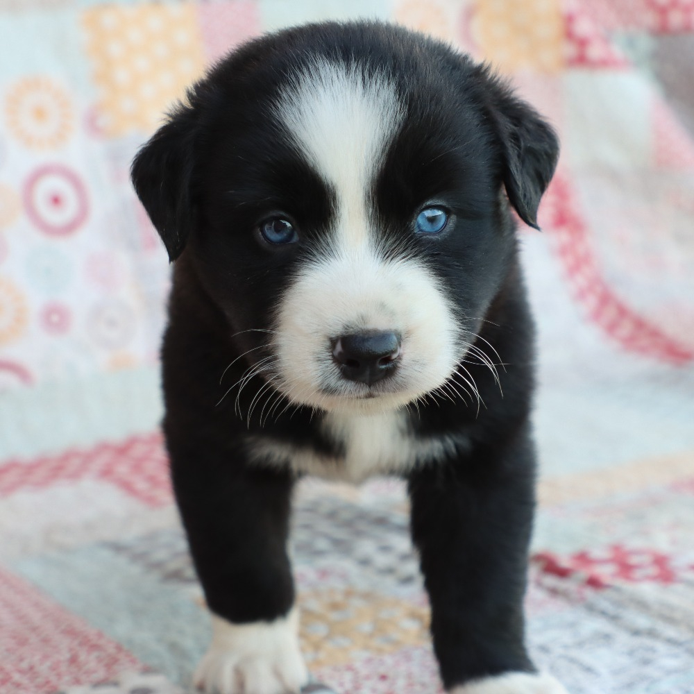 Miniature Australian Shepherd Puppy for Sale in NYC