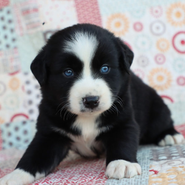 Miniature Australian Shepherd Puppy for Sale
