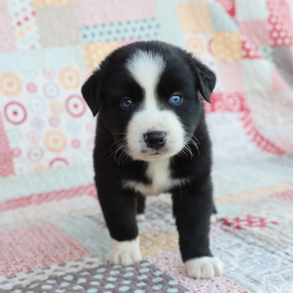 Miniature Australian Shepherd Puppy for Sale
