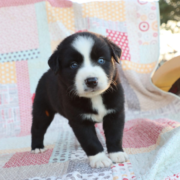 Miniature Australian Shepherd Puppy for Sale