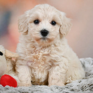 F1 Maltipoo Puppy for Sale