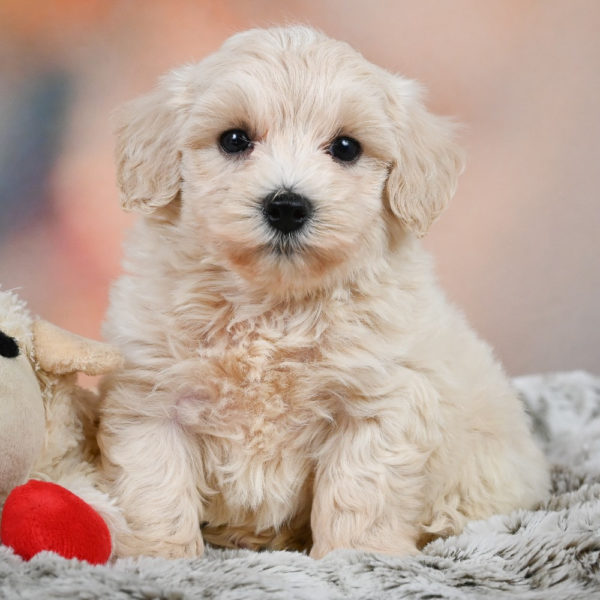 F1 Maltipoo Puppy for Sale