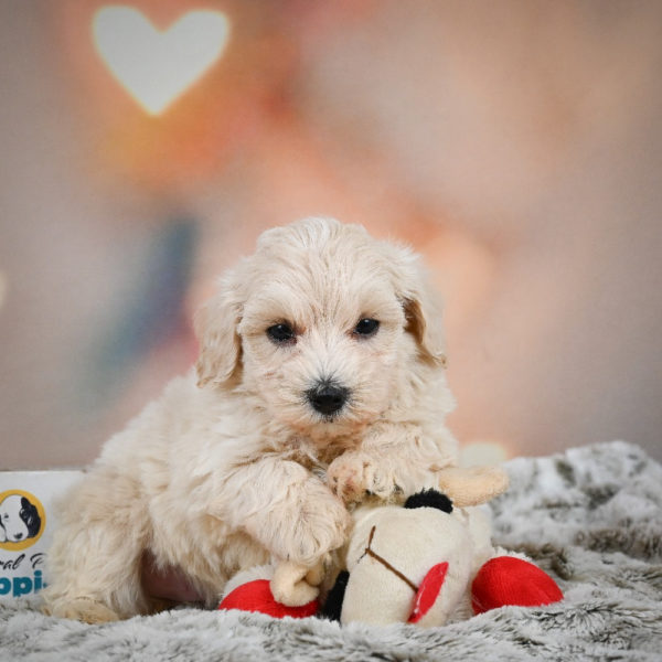 F1 Maltipoo Puppy for Sale