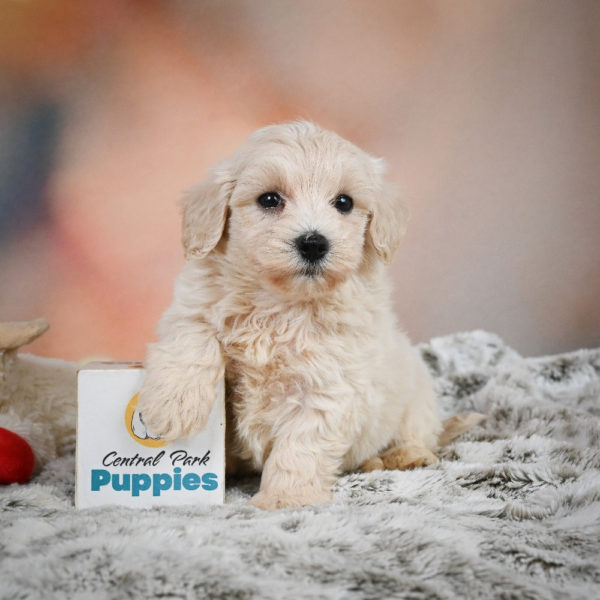F1 Maltipoo Puppy for Sale
