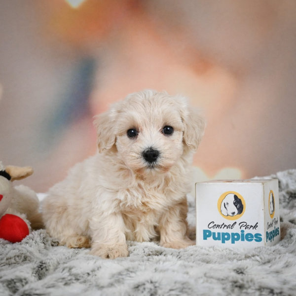 F1 Maltipoo Puppy for Sale