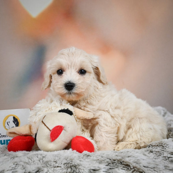 F1 Maltipoo Puppy for Sale