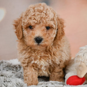 F1 Maltipoo Puppy for Sale