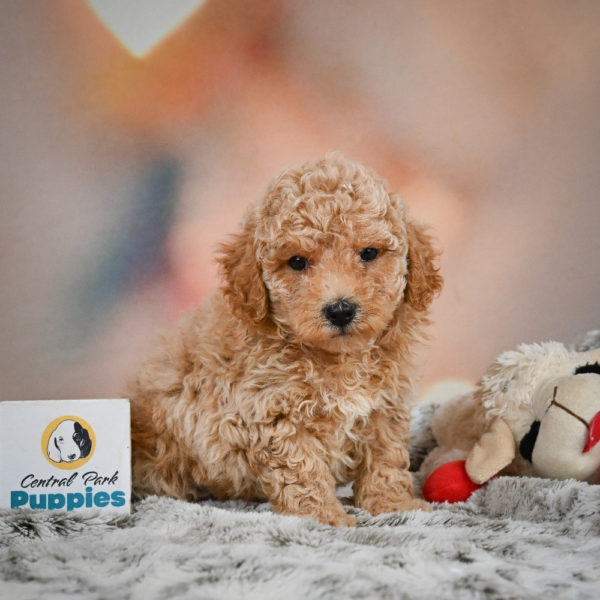 F1 Maltipoo Puppy for Sale