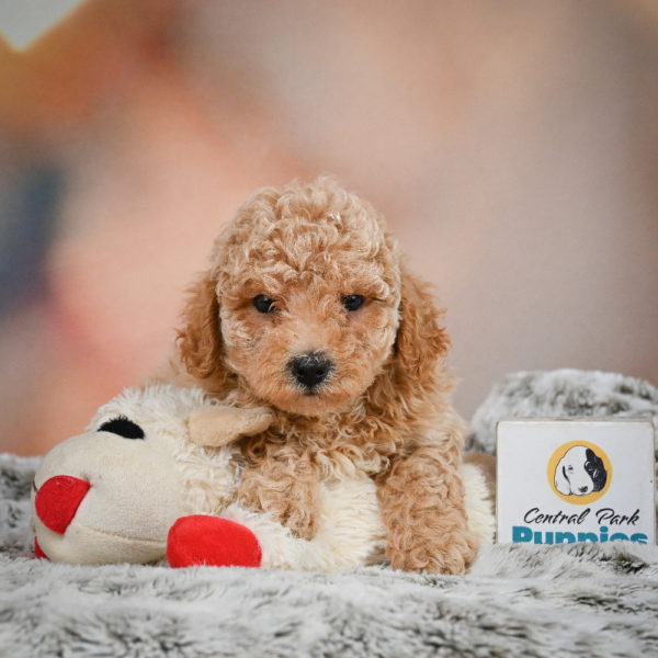 F1 Maltipoo Puppy for Sale