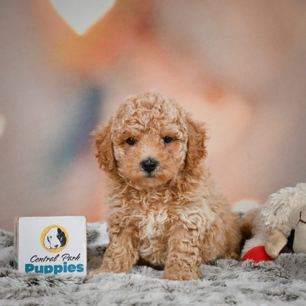 F1 Maltipoo Puppy for Sale