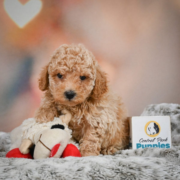 F1 Maltipoo Puppy for Sale