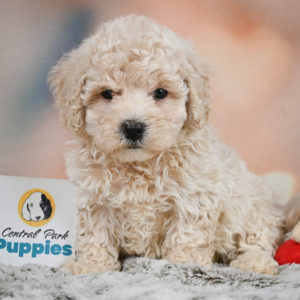 F1 Maltipoo Puppy for Sale