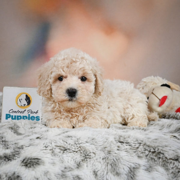 F1 Maltipoo Puppy for Sale