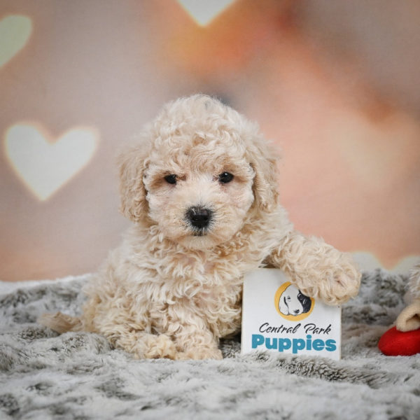 F1 Maltipoo Puppy for Sale