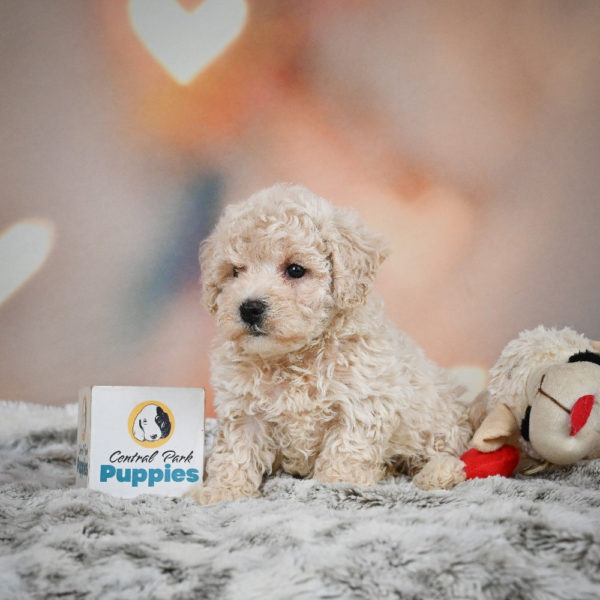F1 Maltipoo Puppy for Sale