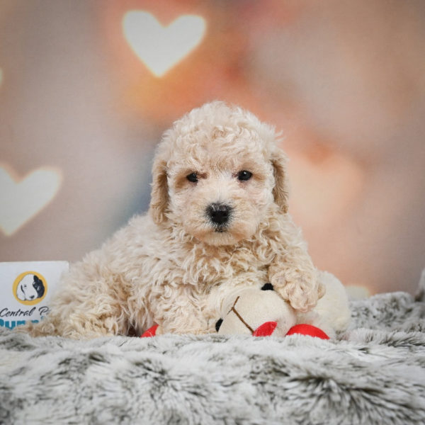 F1 Maltipoo Puppy for Sale