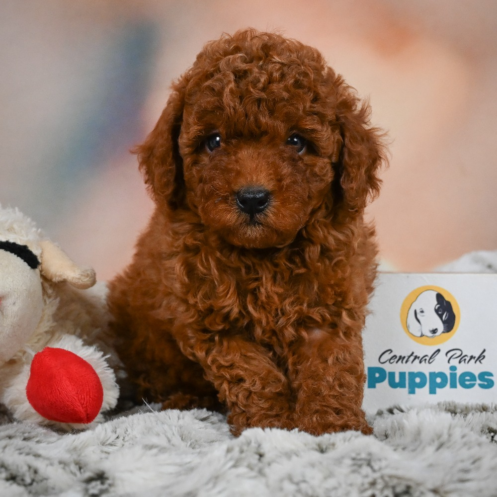 Miniature Poodle Puppy for Sale in NYC