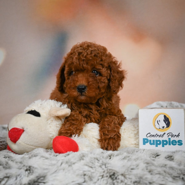 Miniature Poodle Puppy for Sale
