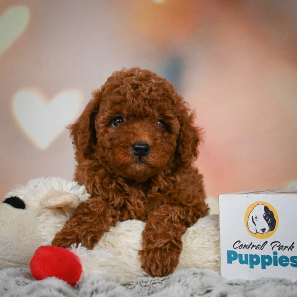 Miniature Poodle Puppy for Sale