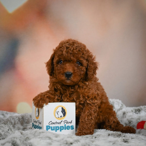 Miniature Poodle Puppy for Sale