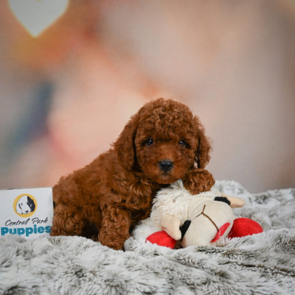 Miniature Poodle Puppy for Sale
